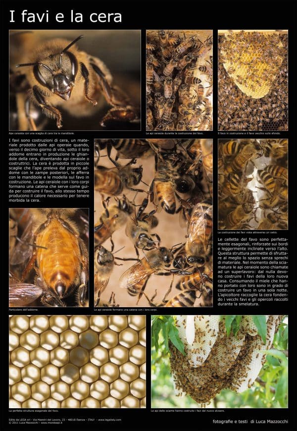 Poster fotografico “I Favi e la Cera” 600x900 mm – educativo per scuole e apiari