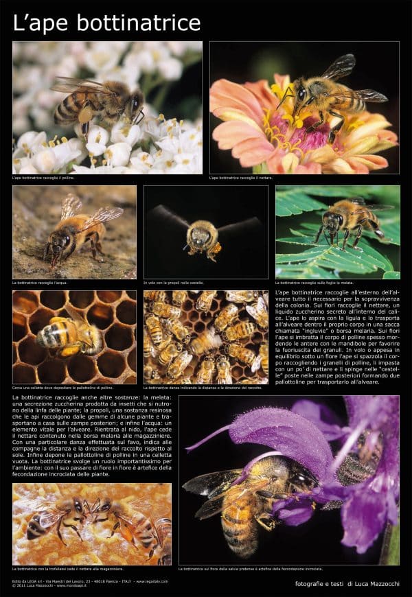 Poster fotografico “L’Ape Bottinatrice” 600x900 mm – educativo per apiari e scuole