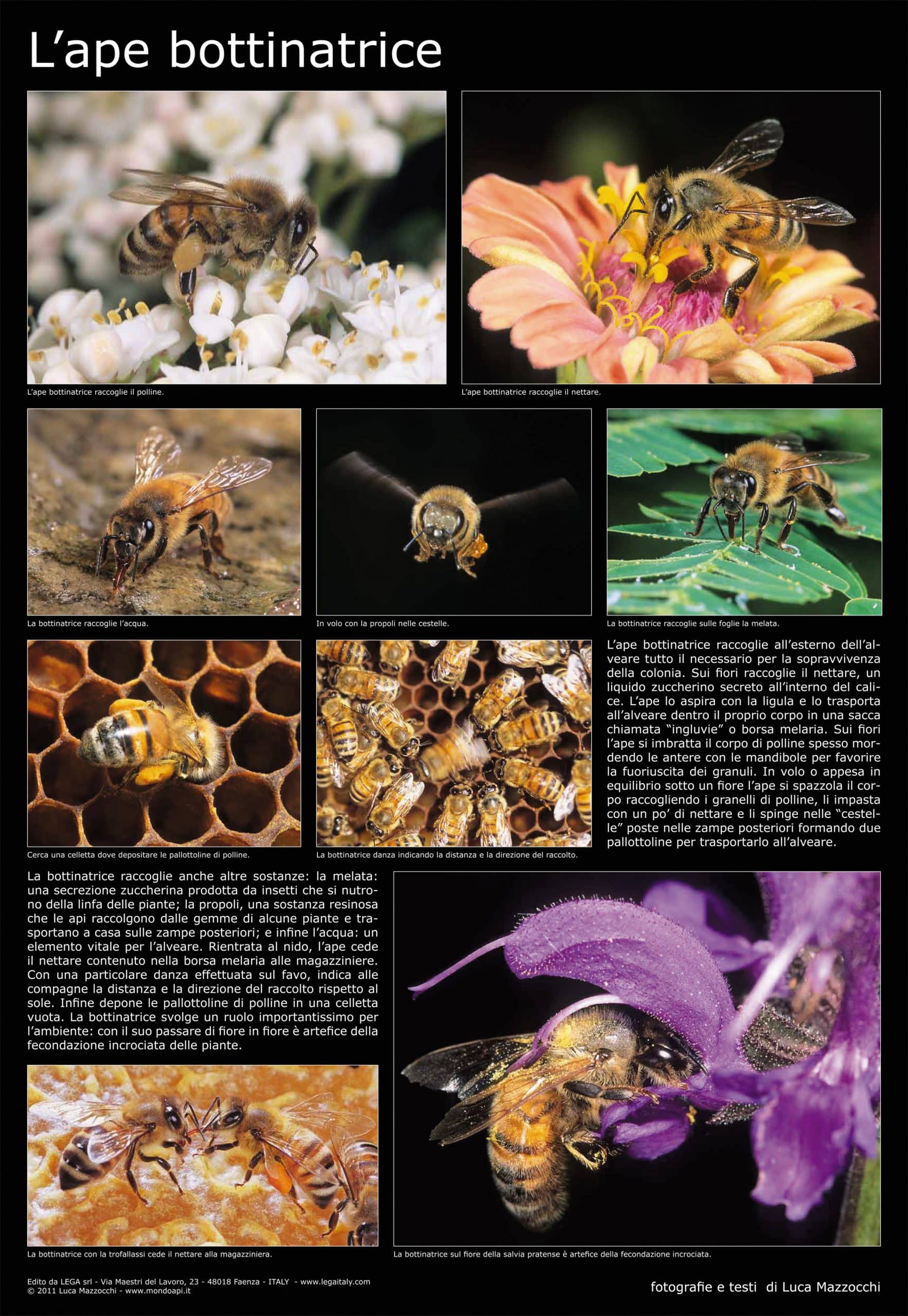Poster fotografico “L’Ape Bottinatrice” 600x900 mm – educativo per apiari e scuole