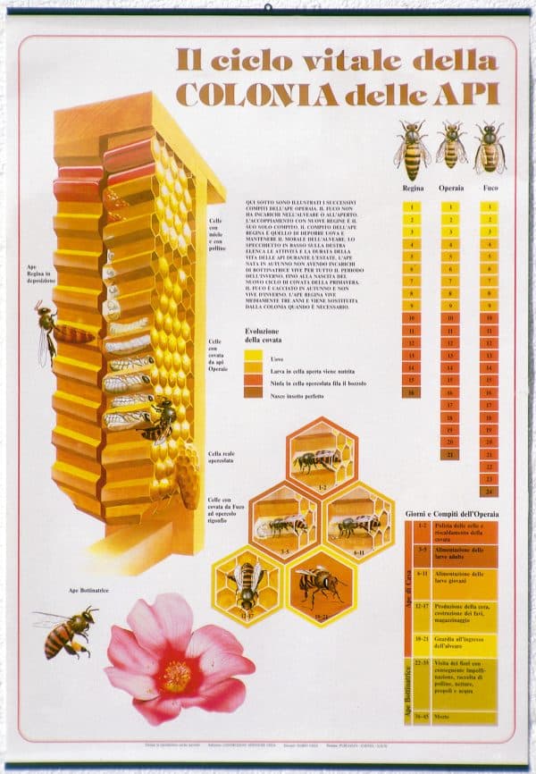Poster didattico “Dall’uovo all’ape” con foto del ciclo vitale delle api – 600x900 mm